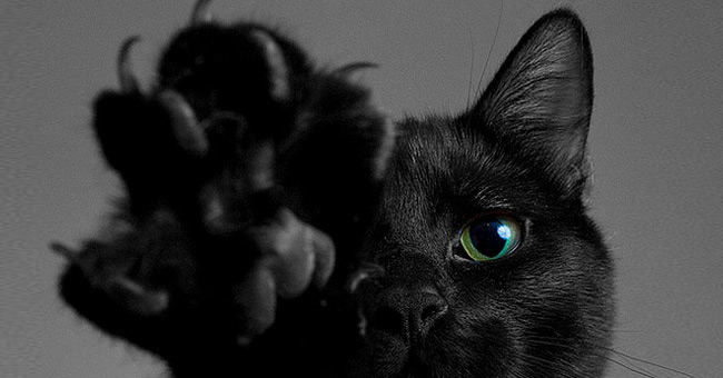 День черной кошки